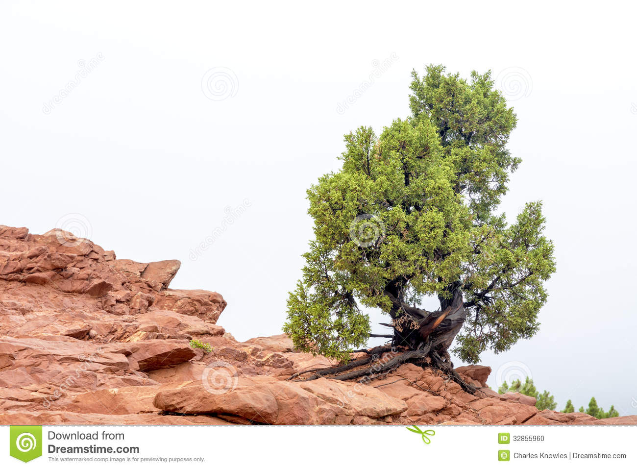 Pine Tree On Top Of Red Rocks Colorado Stock Photo   Image  32855960