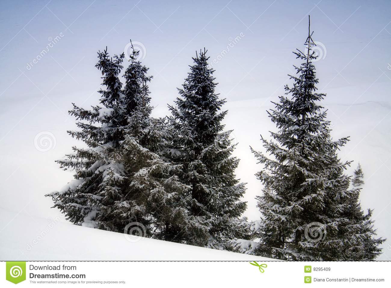 Pine Trees In Snow Royalty Free Stock Images   Image  8295409