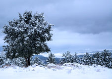 Snow Scene Large Tree Small Pine Tree Edge Mountain Landscape Room    