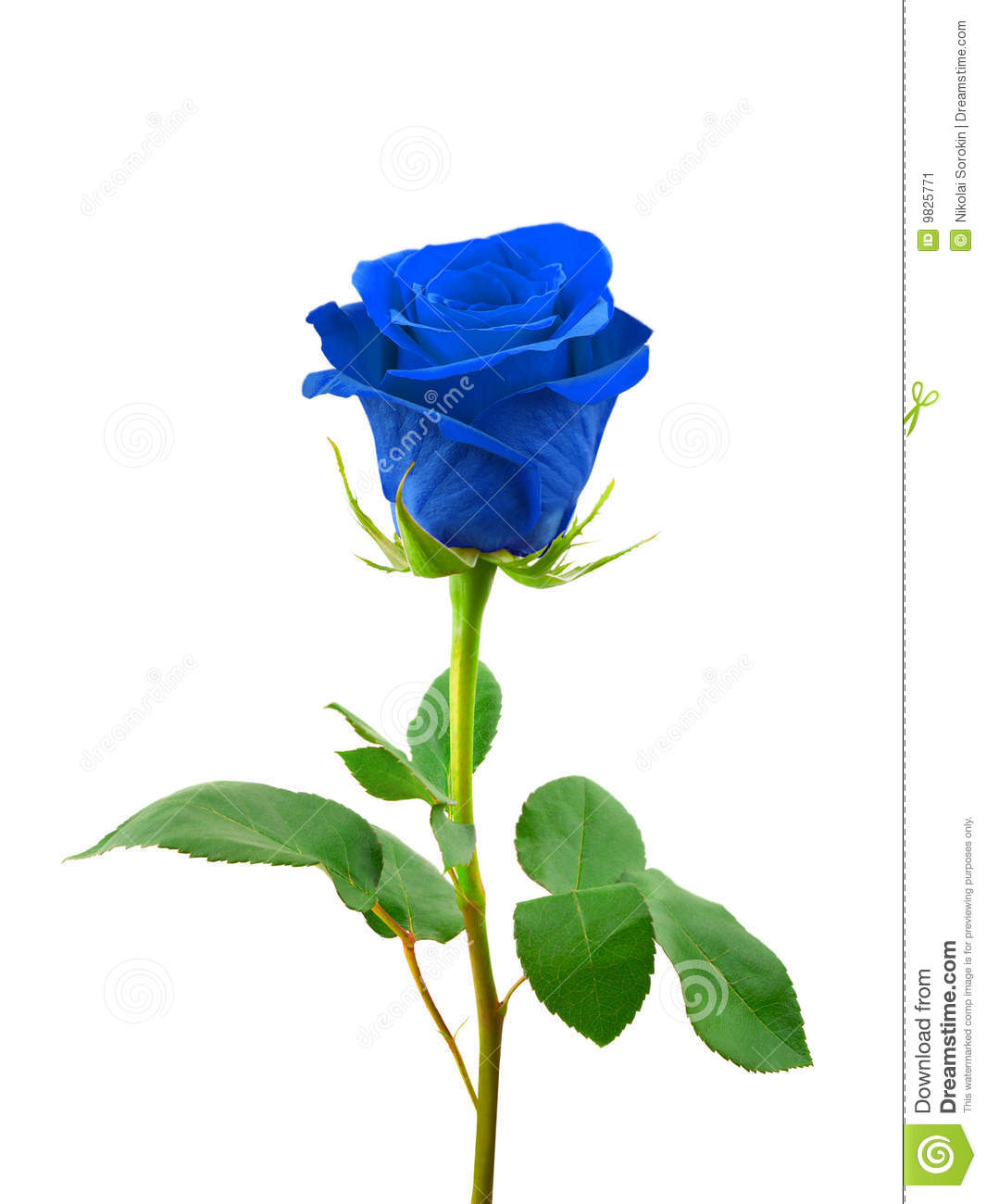 Blue Rose Isolated On White Background 