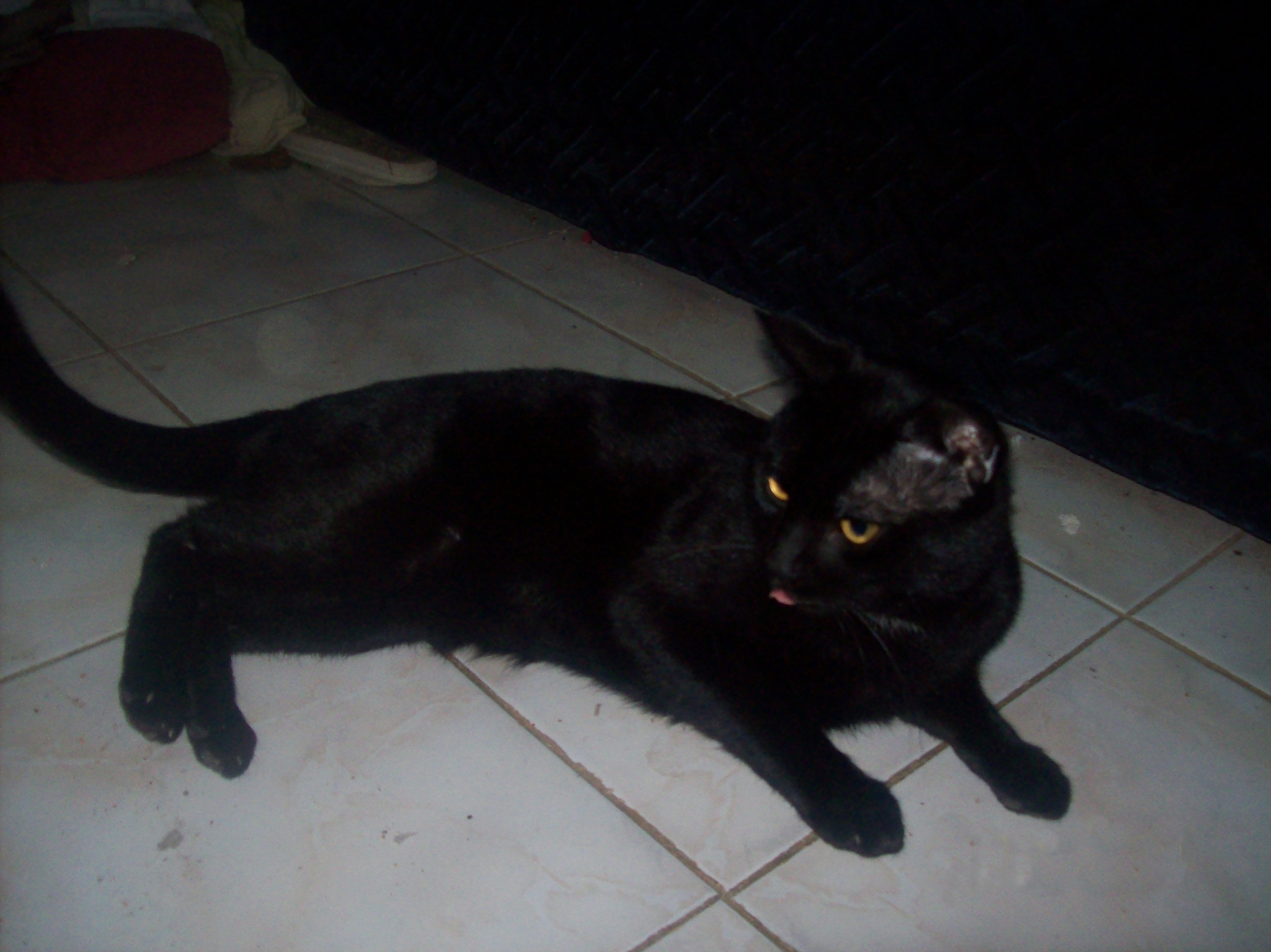 Description Black Cat Sleepy Jpg