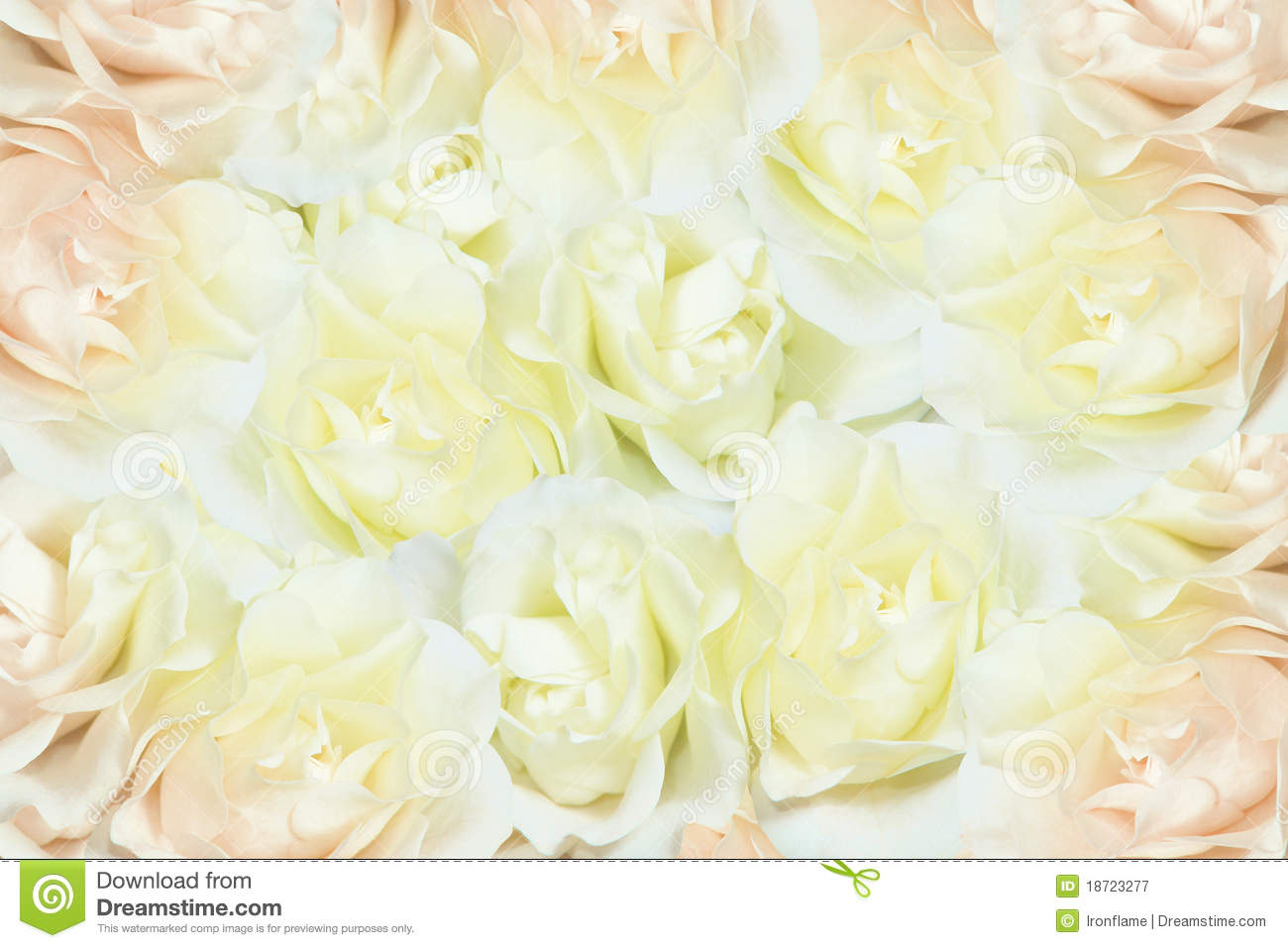 Rose Background Images White Roses Background