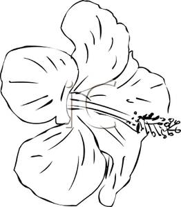 Royalty Free Clipart Image  Black And White Hibiscus Flower