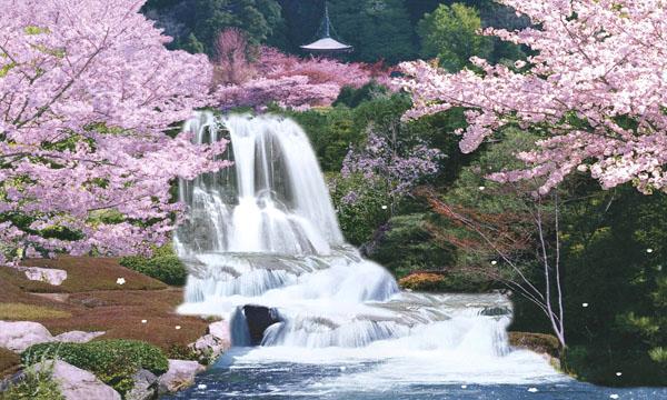 Sagura Japan Cherry Blossom Moving Waterfall   Free Images At Clker