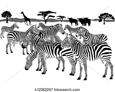 Clip Art   Herd Of Zebras  Fotosearch   Search Clipart Illustration