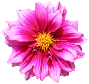Free Transparent Gif Flower Images