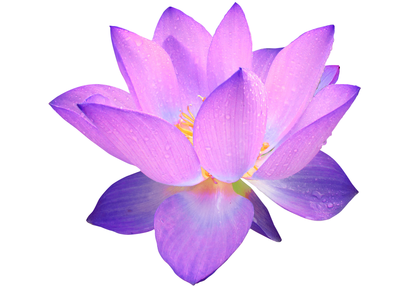 Purple Lotus Flower Png
