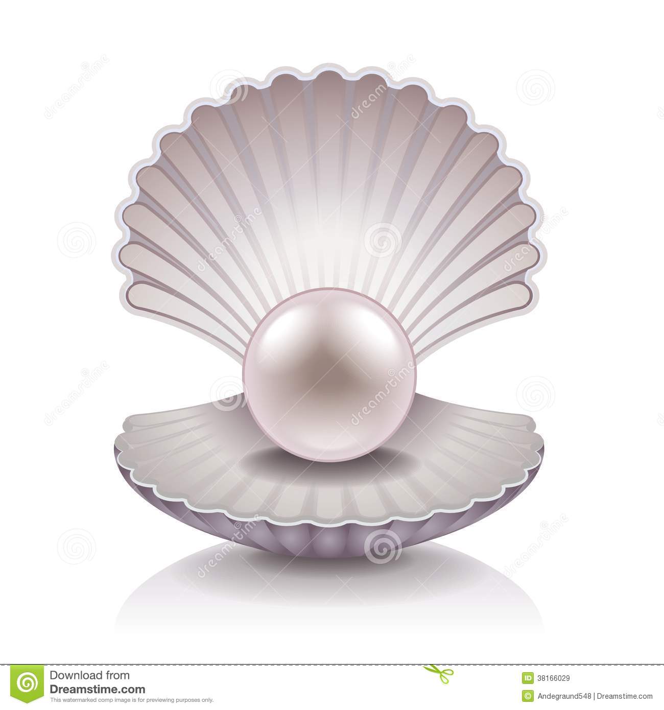 Shell With Pearl Vector Illustration Royalty Free Stock Images   Image