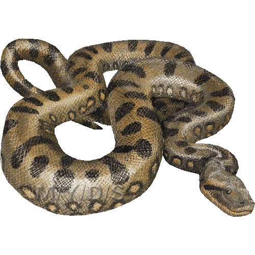 Snake  Green Anaconda Water Boa Clipart Graphics  Free Clip Art