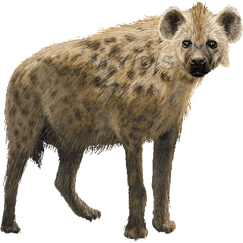 Spotted Hyena Laughing Hyena Cape Wolf Clipart Graphics  Free Clip    