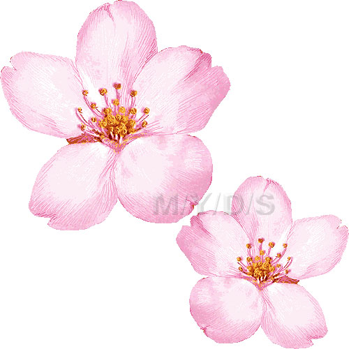 Cherry Blossom Sakura Clipart   Free Clip Art