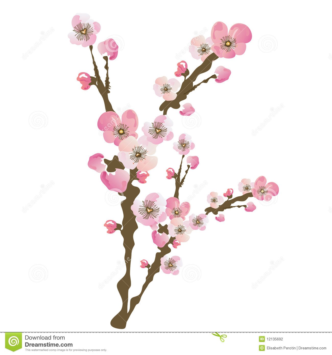 Cherry Blossom Stock Photography   Image  12135692