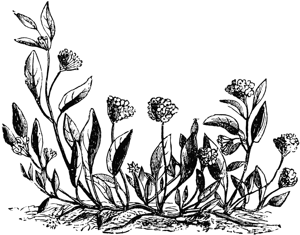 Habitat Of The Abronia Umbellata Plant   Clipart Etc