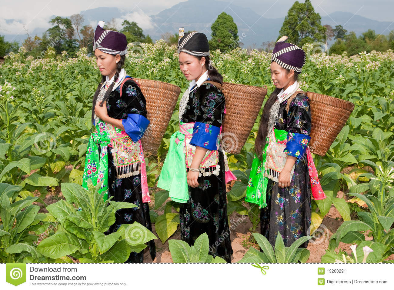 Hmong Of Asia Harvest Tobacco Women In National Costume And Butt In