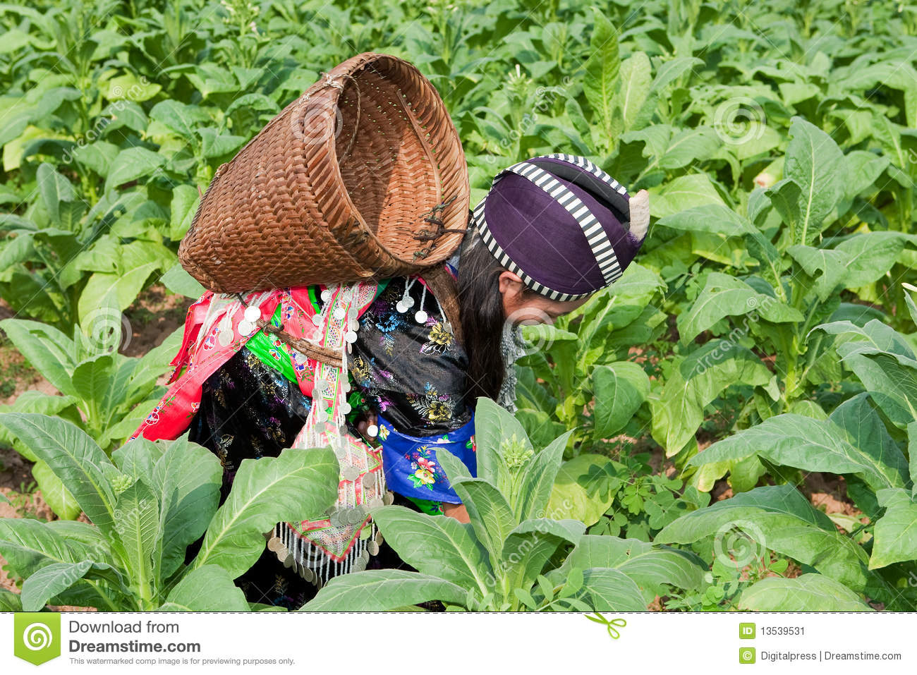 Hmong Of Asia Harvests Tobacco Agriculture In Traditional Clothes