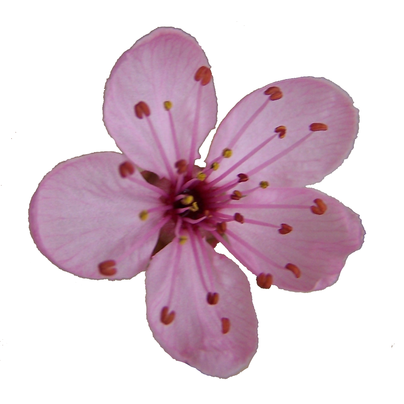 Plum Blossom   Free Images At Clker Com   Vector Clip Art Online    