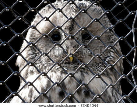 Sad Owl Clipart Sad Owl Looking Through