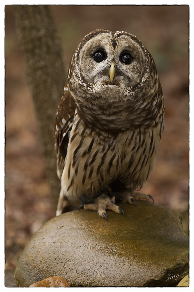 Sad Owl Sad Owl