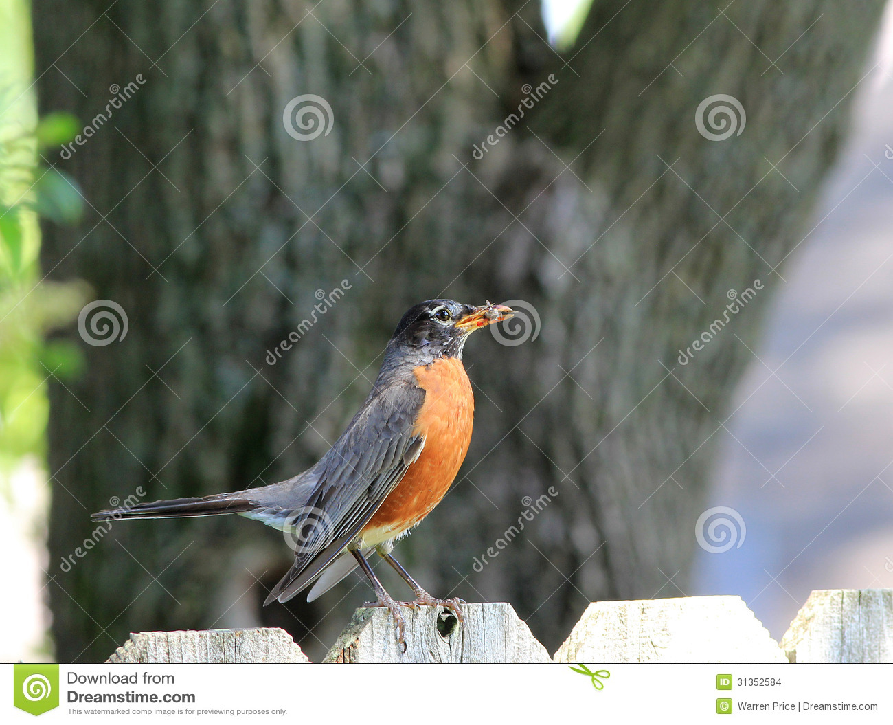American Robin  Turdus Migratorius  Perched On Wooden Backyard Fence
