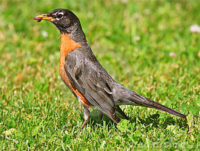 American Robin  Turdus Migratorius  With A Worm In Its Beak As It Hops