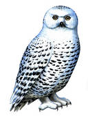Bird Snowy Owl Clipart Graphic