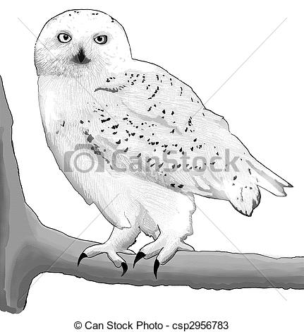 Drawings Of Snowy Owl   Bubo Scandiacus Csp2956783   Search Clipart
