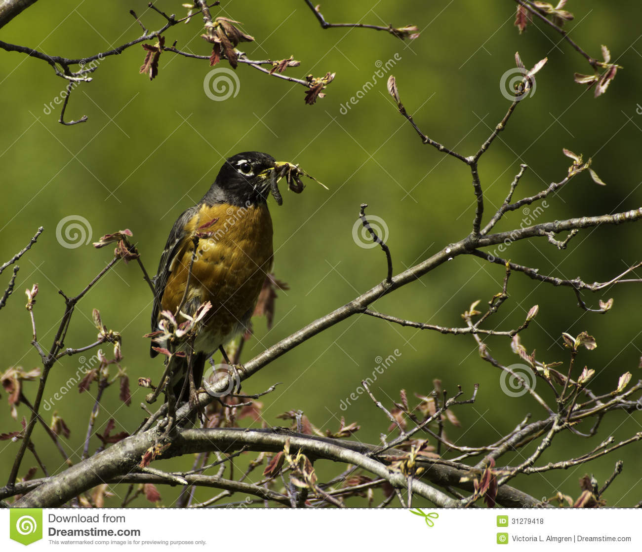 Early Bird Gets The Worm Royalty Free Stock Photos   Image  31279418