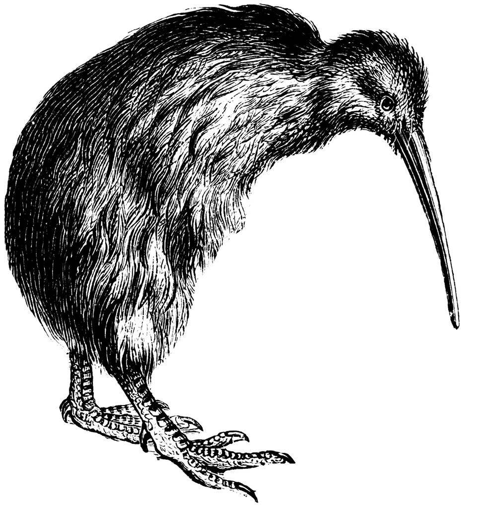 Kiwi Bird Pictures Image Search Results