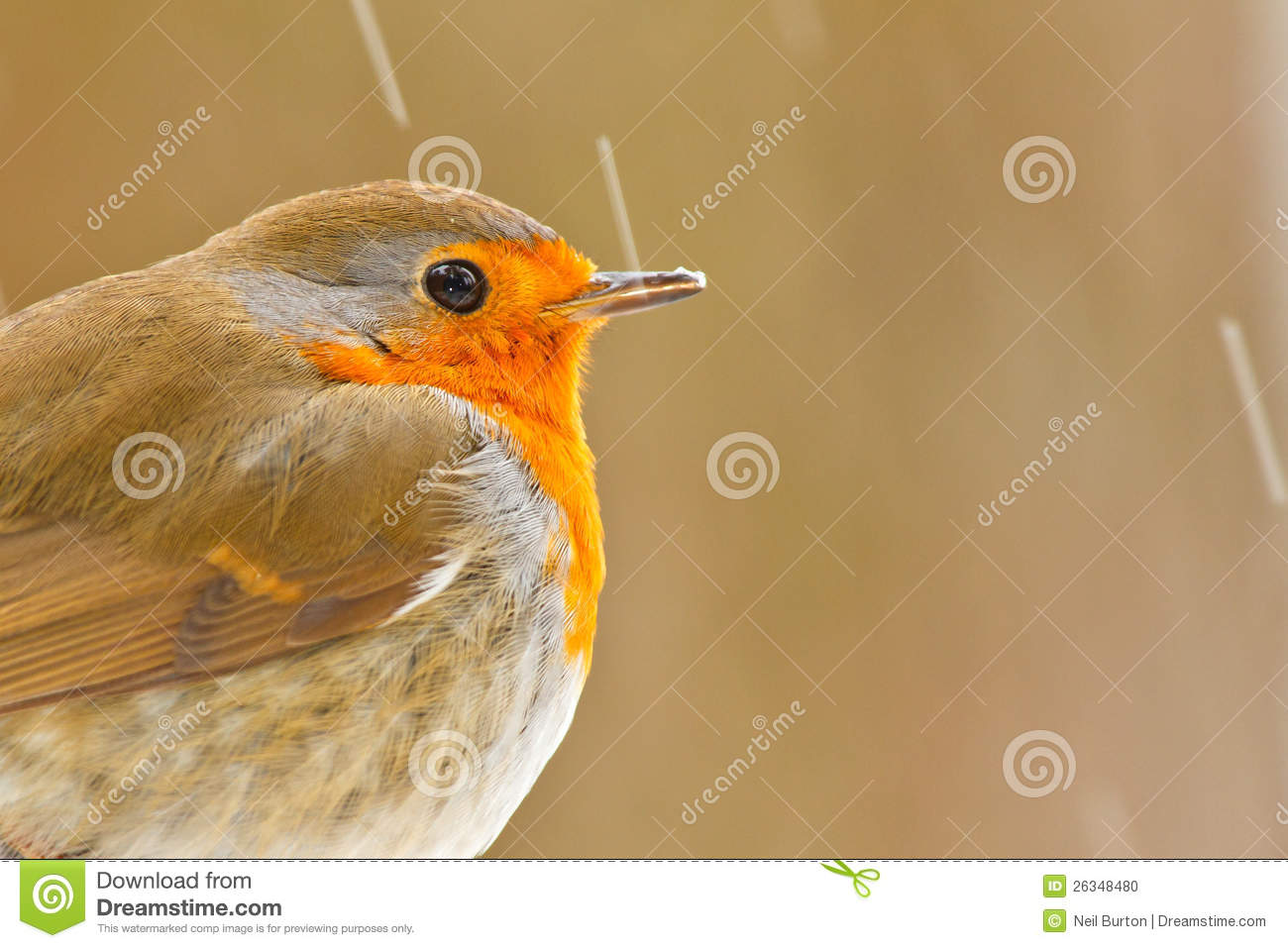 More Similar Stock Images Of   Robin With Ice On His Beak  