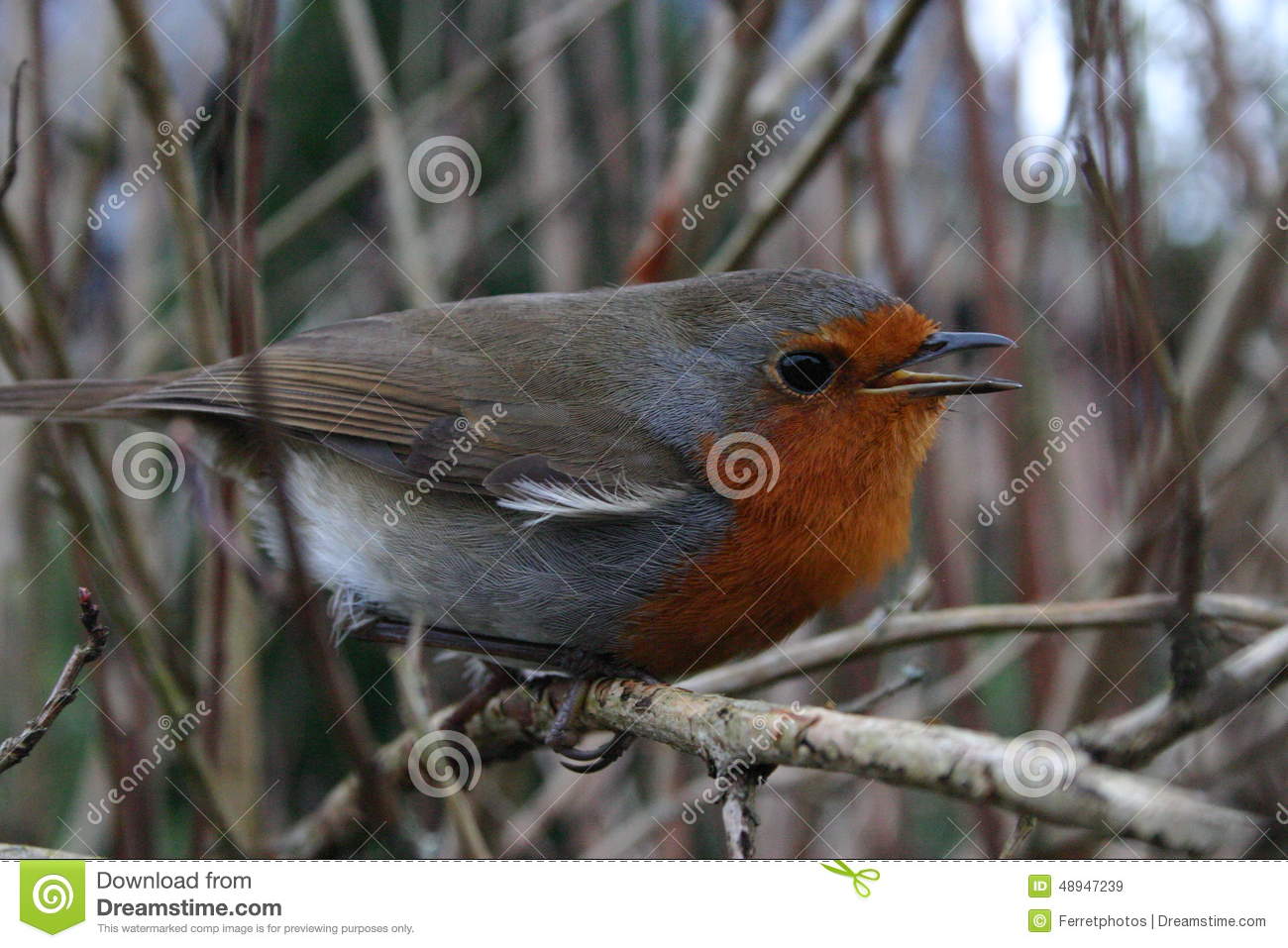 Robin Red Breast Bird Sitting In A Bush In An Attack Position To Fight