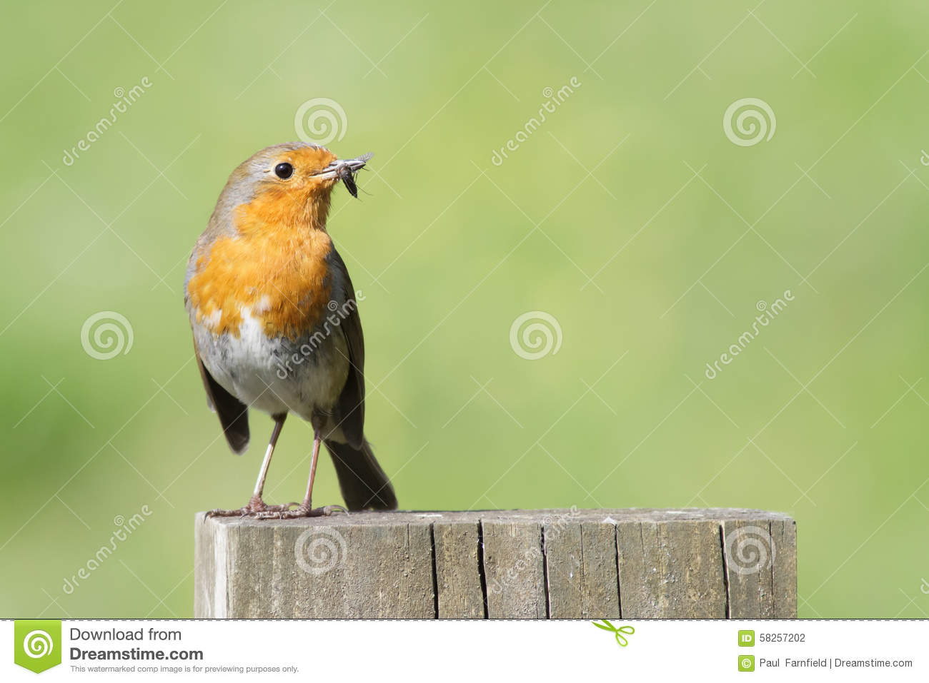 Robin Stands On A Fence Post With Insects In Its  Beak For Feeding