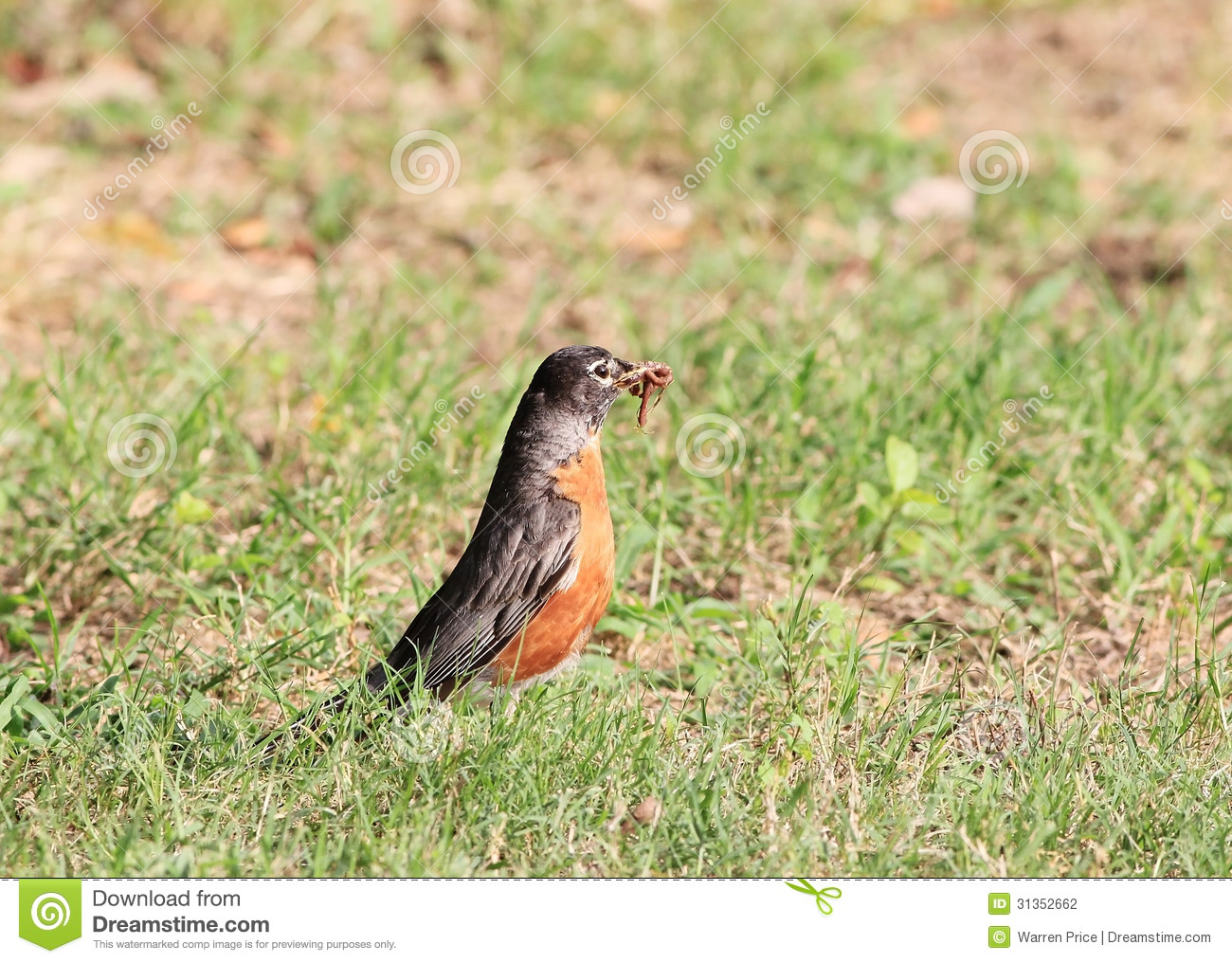 Robin  Turdus Migratorius  In Short Grass With Earth Worm In Its Beak