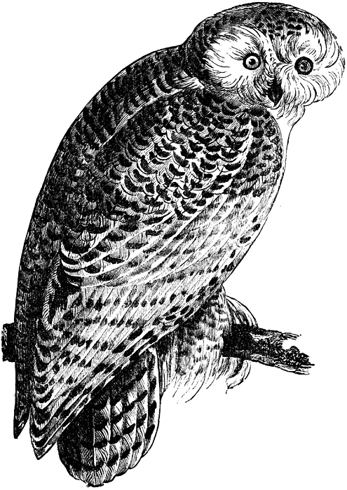 Snowy Owl Clipart 2