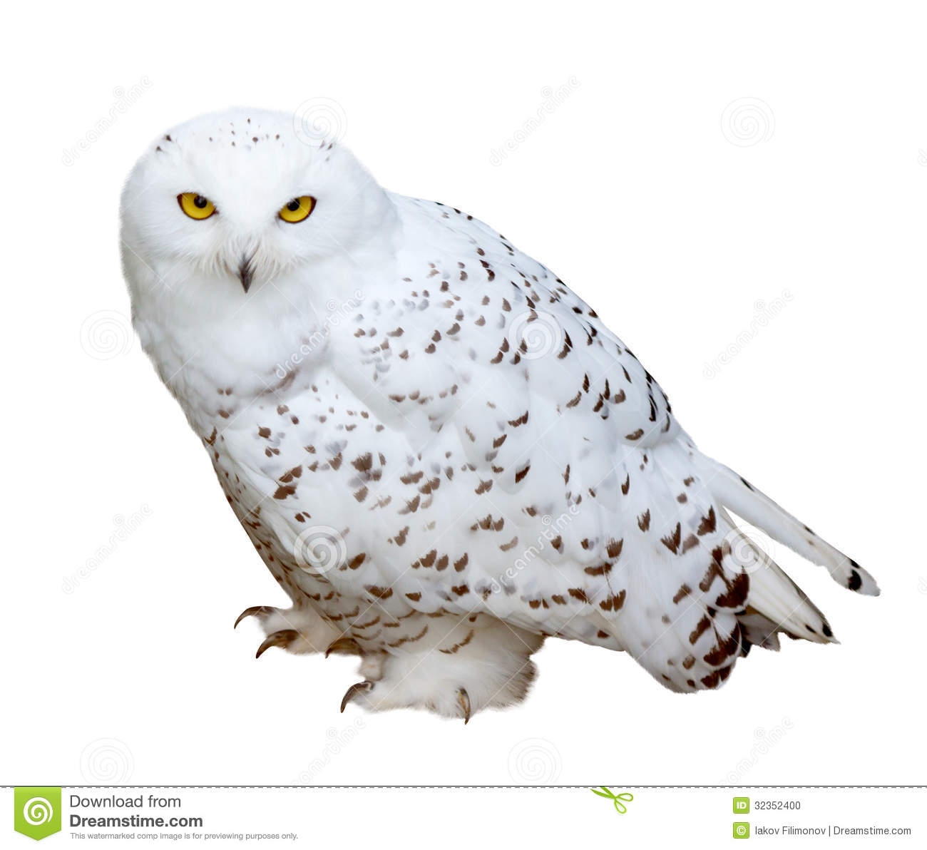 Snowy Owl Clipart Snowy Owl Isolated Over White