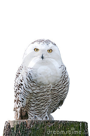 Snowy Owl Clipart Snowy Owl Sitting Stump White