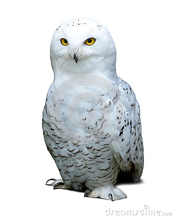 Snowy Owl Over White Stock Photography   Image  33904492