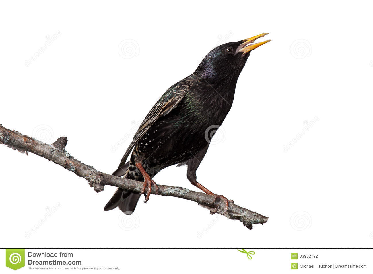 Stretched On A Birch Branch  Yellow Beak Wide Open White Background