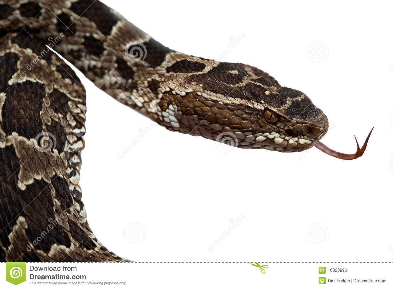 Lance Or Bothrops Fllckering Its Thong Toxic Serpent From Amazon Rain