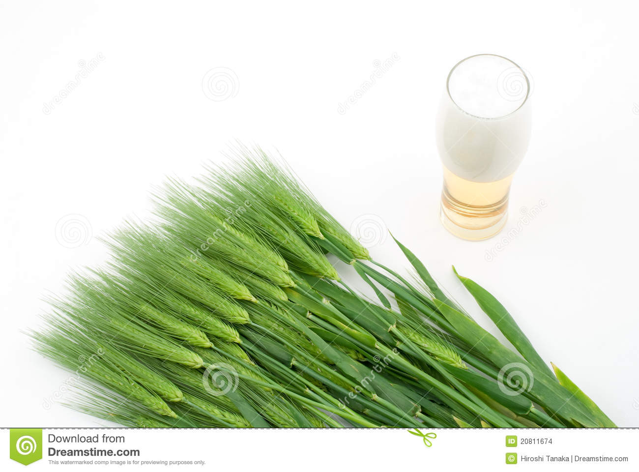 Barley And Beer Stock Images   Image  20811674