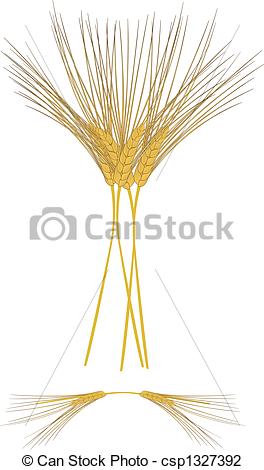 Eps Vector Several Sheaths Of 2 Row Barley  Each Individual Grain And    