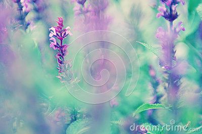 Field Of Lavender With Shallow Depth Of Field