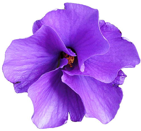 Purple Native Hibiscus Flower Clipart Lge 13 Cm   Flickr   Photo