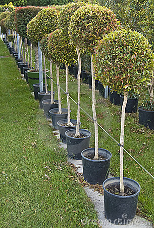 Row Of Pots With Neatly Cut Little Tree Seedlings 