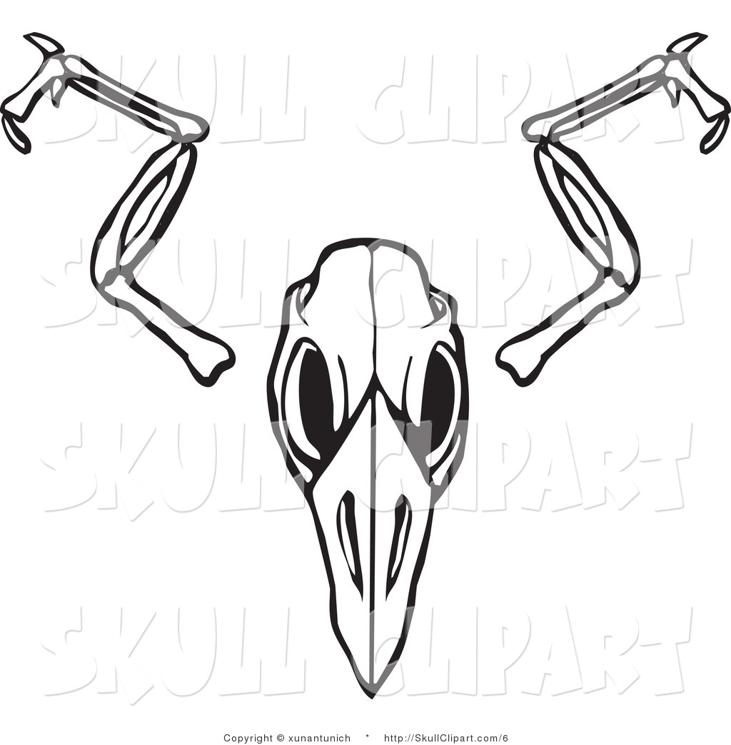 Black And White Bird Skull And Wing Bones On A Solid White Background