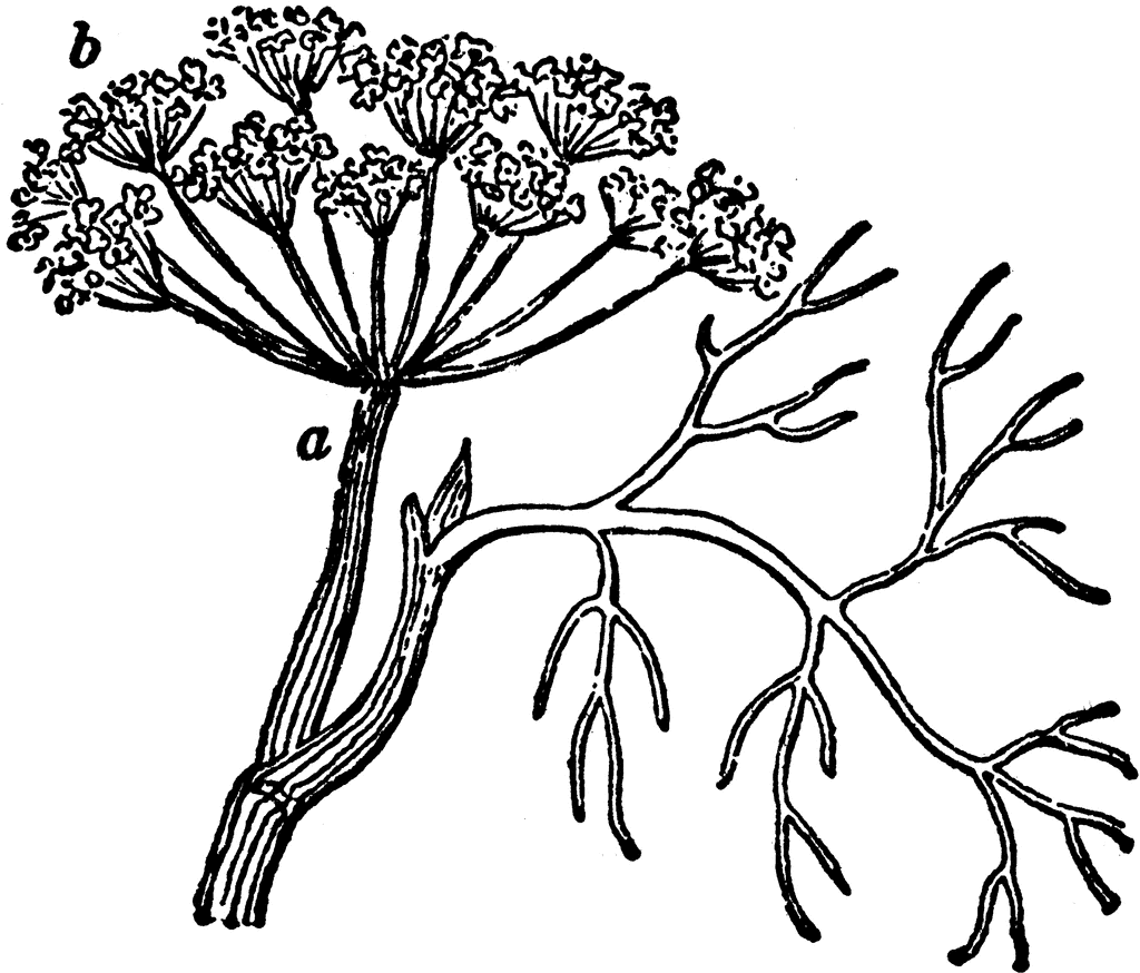 Dill   Clipart Etc