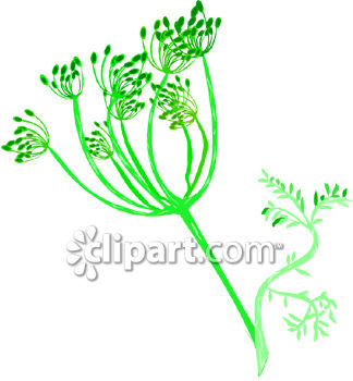 Dill Plant Royalty Free Clipart Image