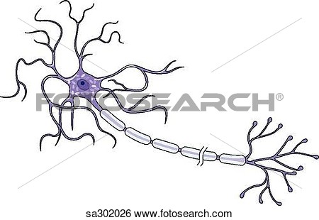 Motor Neuron Weergeven Myelin Scheden Dendrites Zenuwbaan Cel