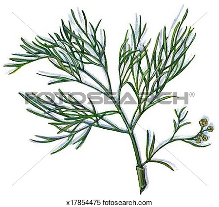 Stock Illustration   Dill  Fotosearch   Search Clipart Drawings