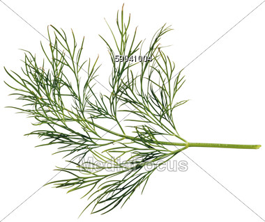 Stock Photo Fresh Dill Branch Clipart   Image 59041004   Fresh Dill