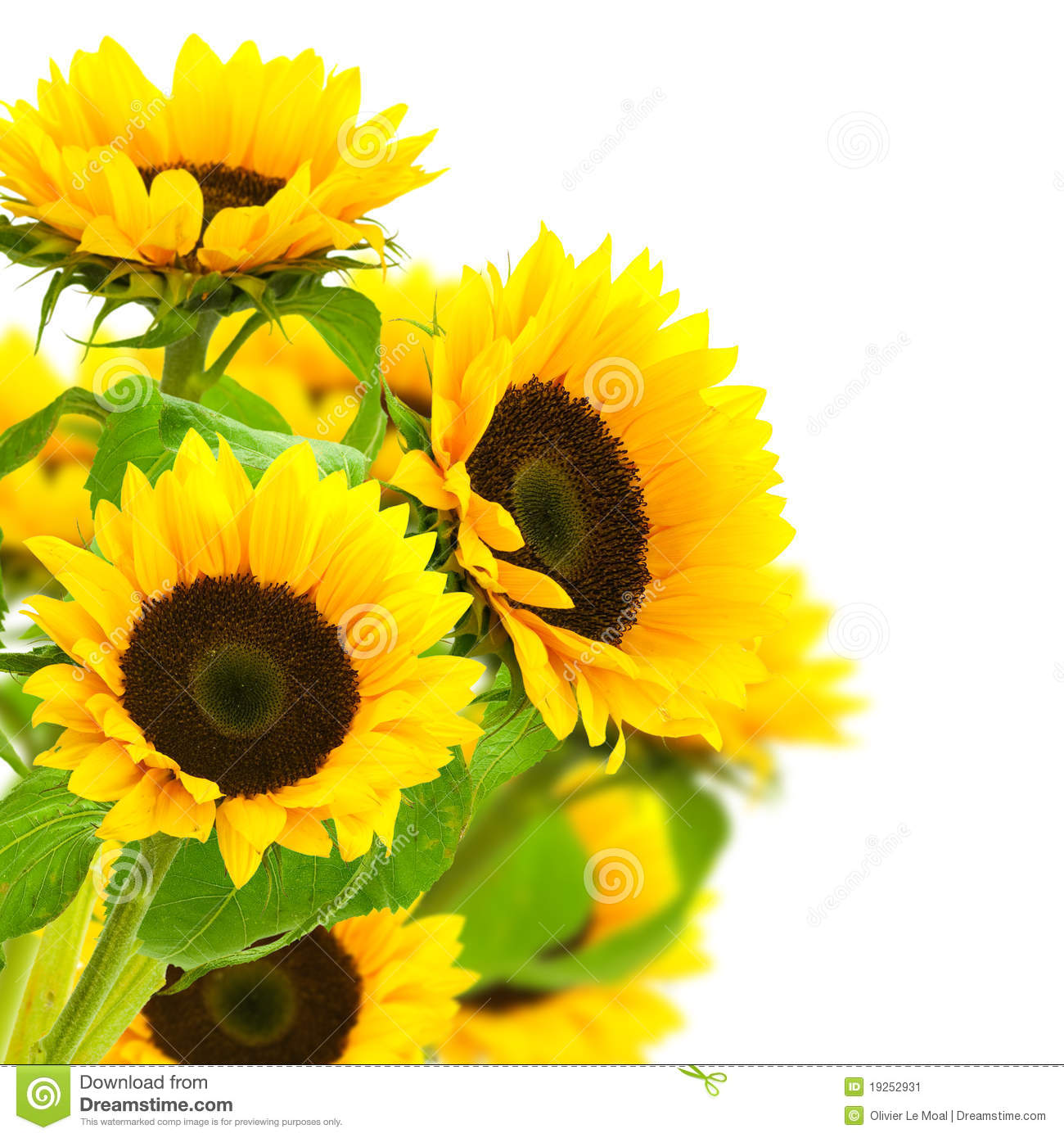 Sunflowers Clipart Yellow Sunflowers Border